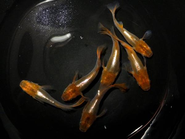 【琥珀スーパーヒカリ　ショート】２ペア　