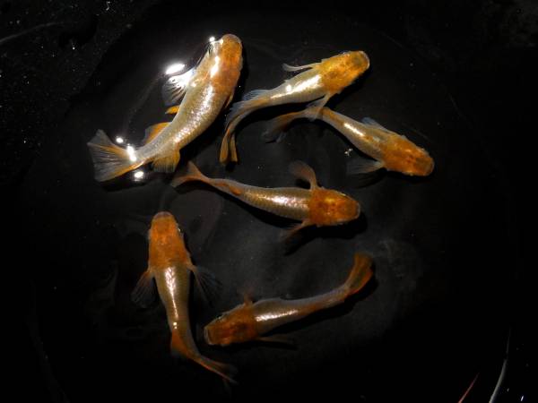 【琥珀スーパーヒカリ　ショート】２ペア　