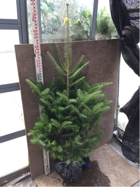 相馬グリーン(Somagreen) もみの木 ウラジロモミ 樹高1.2~1.5m 相馬グリーン(Somagreen) もみの木 ウラジロモミ 樹高1.2~1.5m