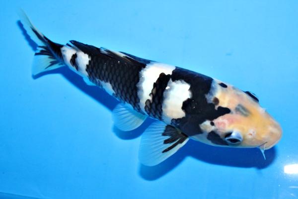 唐物 【流】中国古玩 大清康煕年製銘 辰砂花瓶 古美術品 IH438 辰砂瓶