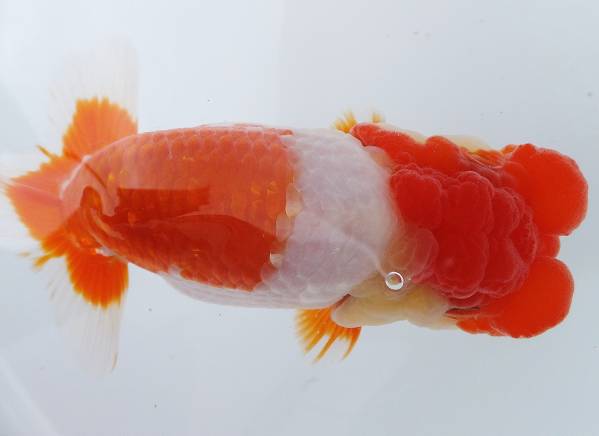 ファミリー☆らんちゅう☆（０４b）上物当歳魚１３．０ｃｍ