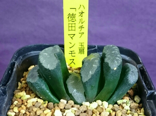 「徳田マンモス」多肉植物 ハオルチア 玉扇