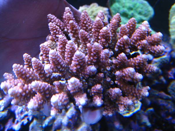 ＊ミドリイシ＊　　レッド３