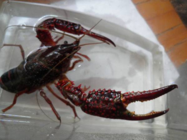 clarkii □アメリカザリガニ□巨爪:7.7cm⁄TL:12.5cm⁄Full:22.8cm☆レア