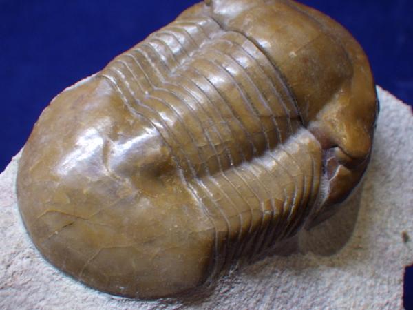 巣穴1円ロシア、美品！Illaenus simuatus三葉虫化石4507 巣穴モロッコ