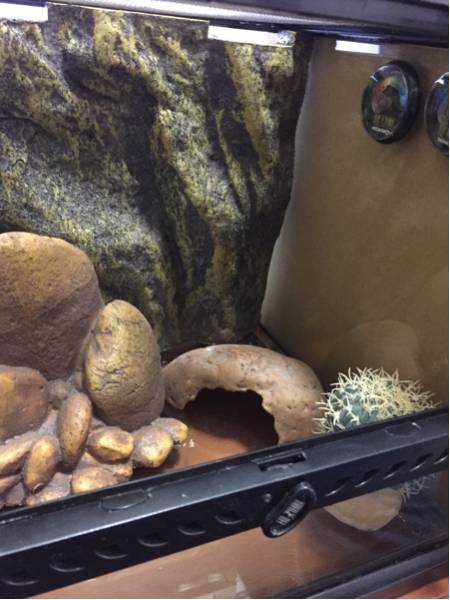 グラステラリウム3030 セット レオパ