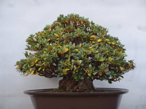 四季折々のさつき】 花の綺麗な太物中品 「春の苑」 皐月盆栽 皐月