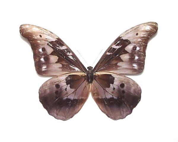 外国産蝶標本 カキカモルフォ A-♂ ペルー 産 外国産蝶展翅標本