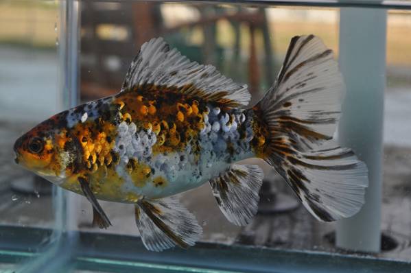 ★ ブリストル　１８cm　１匹　A９　8000円以上送料無料★