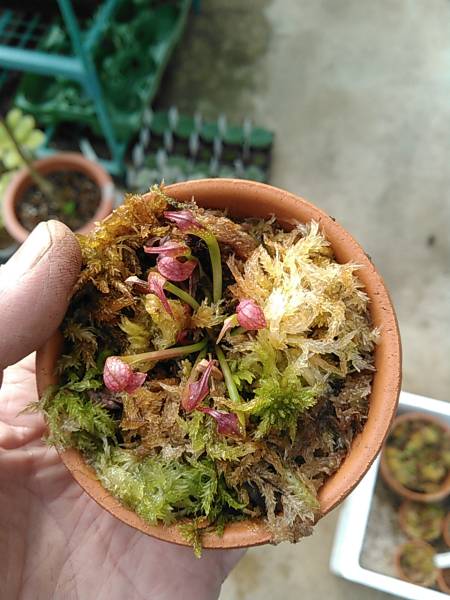 食虫植物 ダーリングトニア Darlingtonia californica Darlingtonia