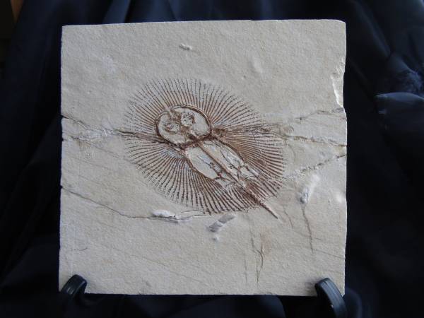 ■エイ化石　鑑定書付き■