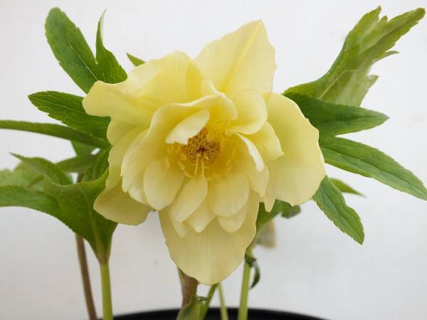 クリスマスローズ苗/ゴールド ダブル開花株５号17035