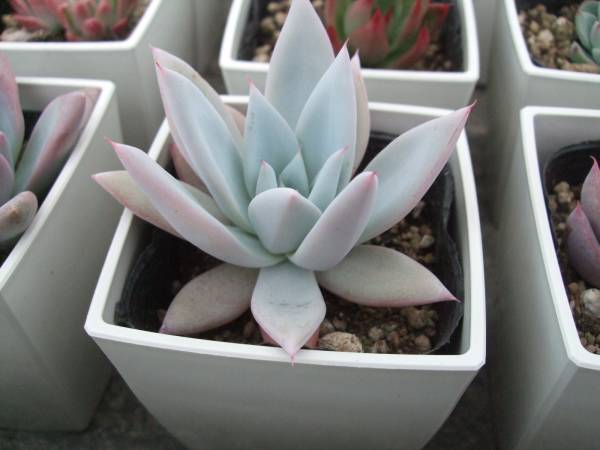 多肉植物エケベリア　ハイジ