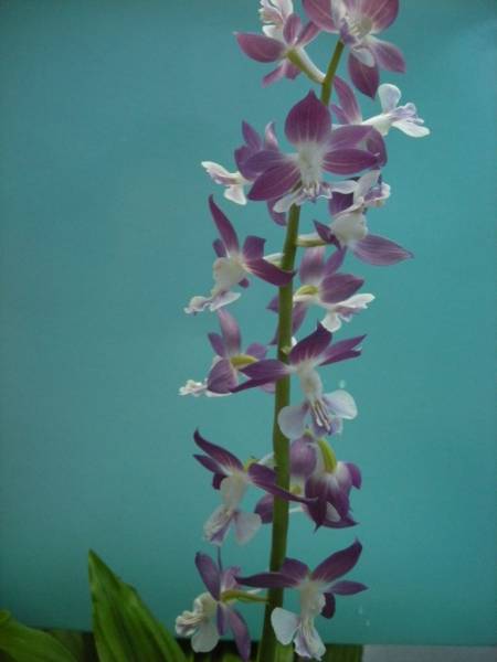 M・５２６・エビネラン・平成の輝き