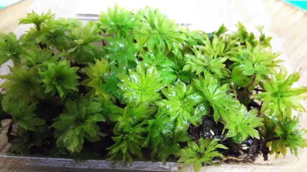 盆栽 山野草 アクアリウム 【オオカサ苔50本以上】パック詰め 送料無料