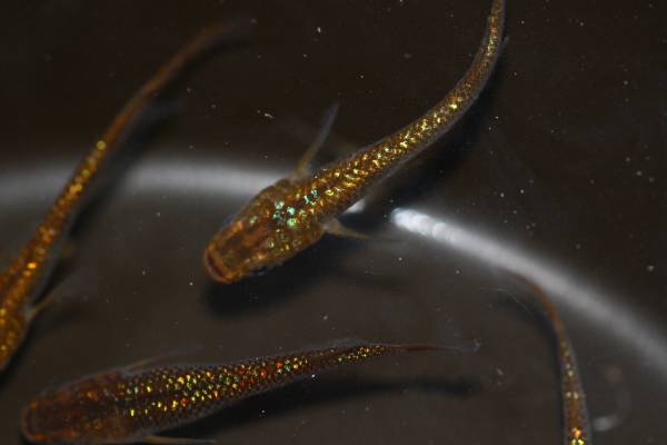 癒しめだか！ 限定スペシャル特典付き！極上琥珀ラメ幹之♂２匹＋♀３匹の合計５匹！繁殖セット！