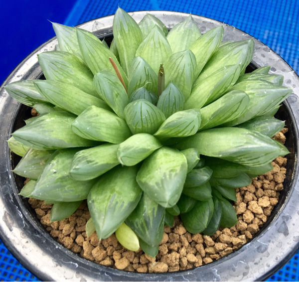 （≧∇≦）多肉植物 ハオルチア オブツーサ錦 花火