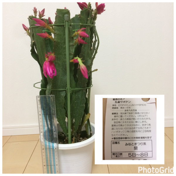 孔雀サボテン '蘭'6号 現品販売 園芸ネット本店｜クジャクサボテン