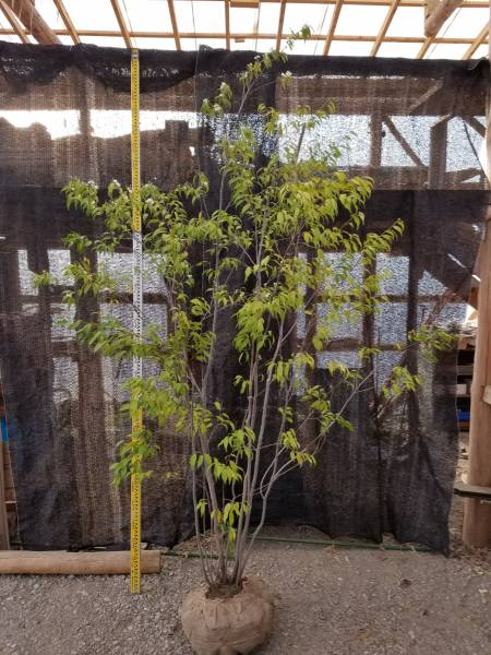 ☆ハイノキ株立ち　樹高250㎝☆　山採り・移植物　No.11