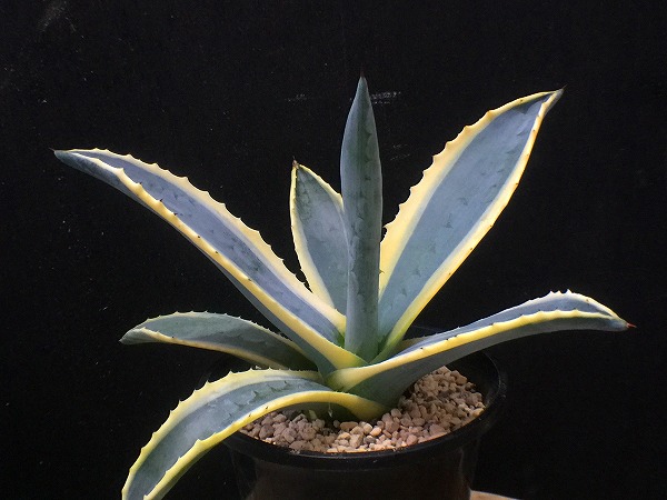 京　Ｕ1　■　アガベ　■　孫悟空　Agave applanata　■　黄斑がとても美しい品種です。