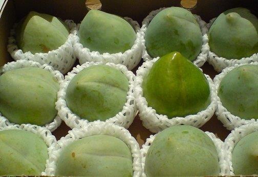 7早くも予約開始！幻の高級プラム 山梨県産 ケルシー 約８００ｇ６～８玉前後入！！贈り物に最適 ご希望の方には熨斗を無料でお付けします_1