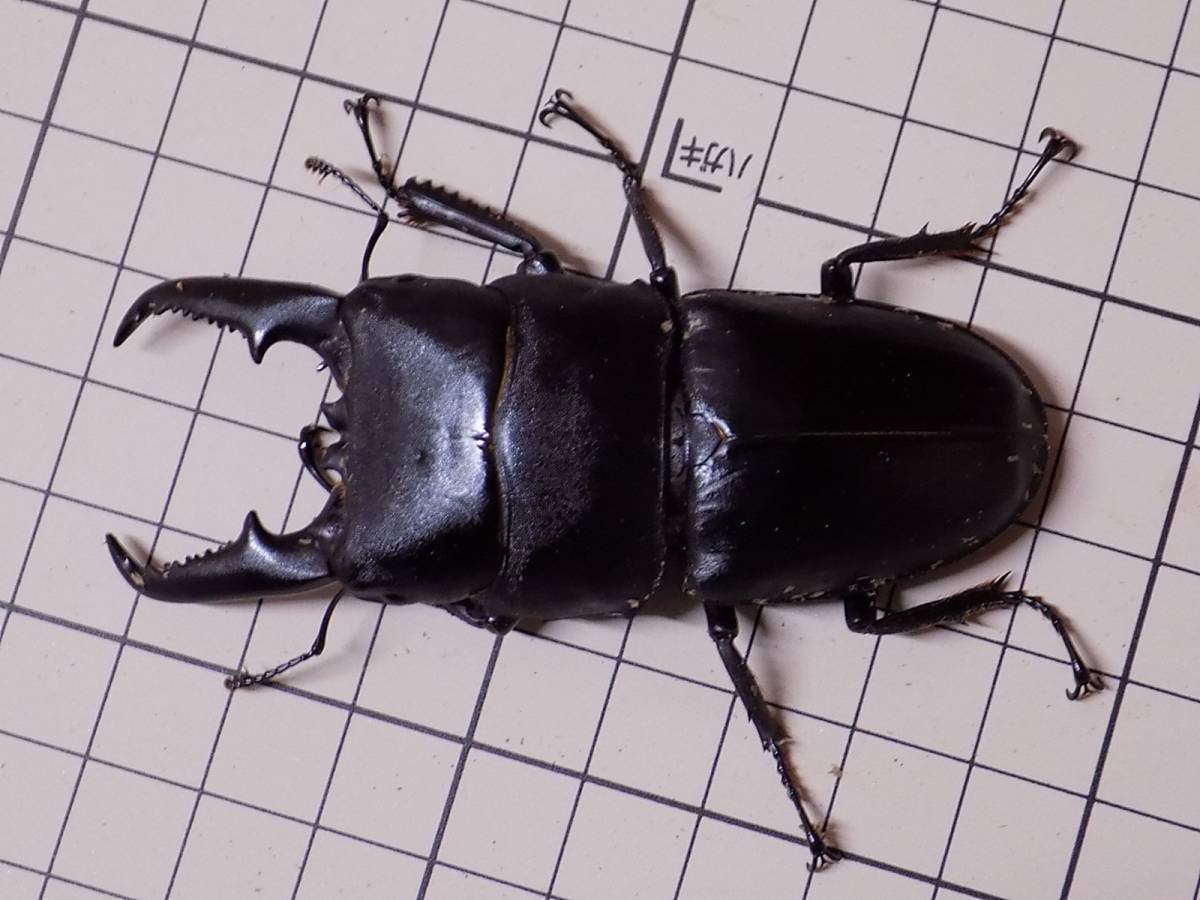 【DORCUS FUKUOKA】即ブリ 本土ヒラタ (あかがね) ペア ♂79mm ♀43.5mm