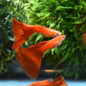 17年08月 グッピーのヤフオク の相場 価格を見る ヤフオク のグッピーのオークション売買情報は562件が掲載されています