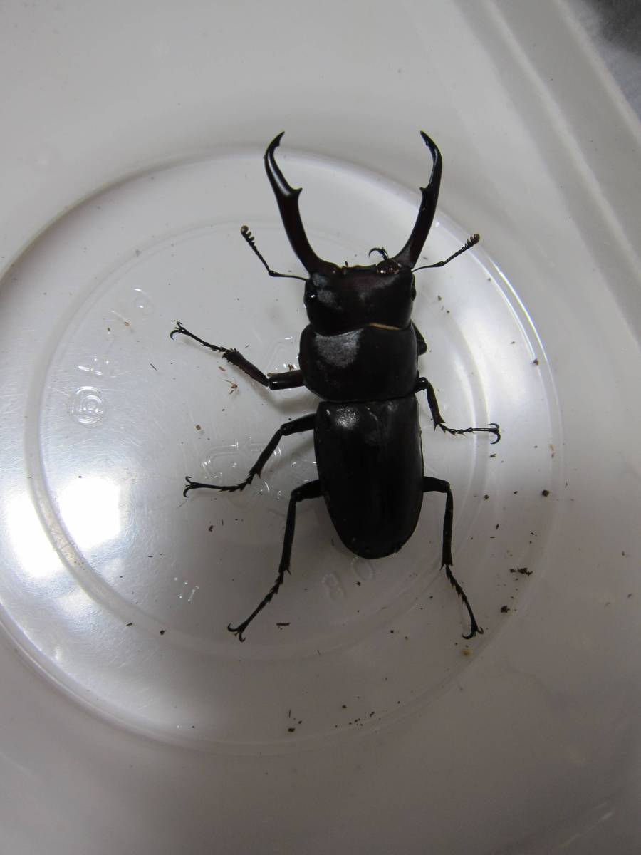 トカラコクワガタ　２ペア　悪石島