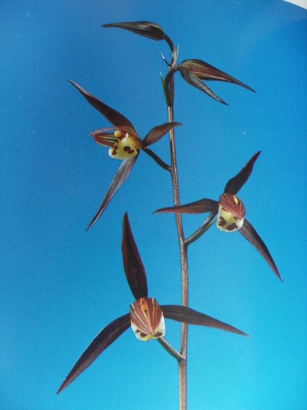 ◎★◎ 土佐寒蘭 ◆ 整型濃紅美花 【 緋 の 舞 ＝有名人気銘品 ＝ 】 花付株 上木 ３ 本◆春蘭/雪割草/野生蘭/山野草/東洋ラン ◎★◎