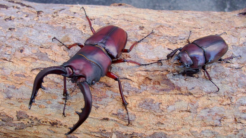 ◆OAKS　クロシマノコギリペア◆