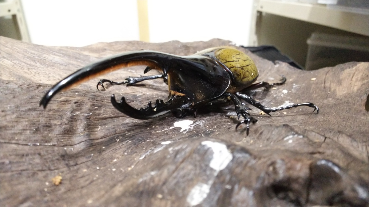 ［ダイワステス］ 【HirokA】様FFUBアウト血統♂単品132ミリ