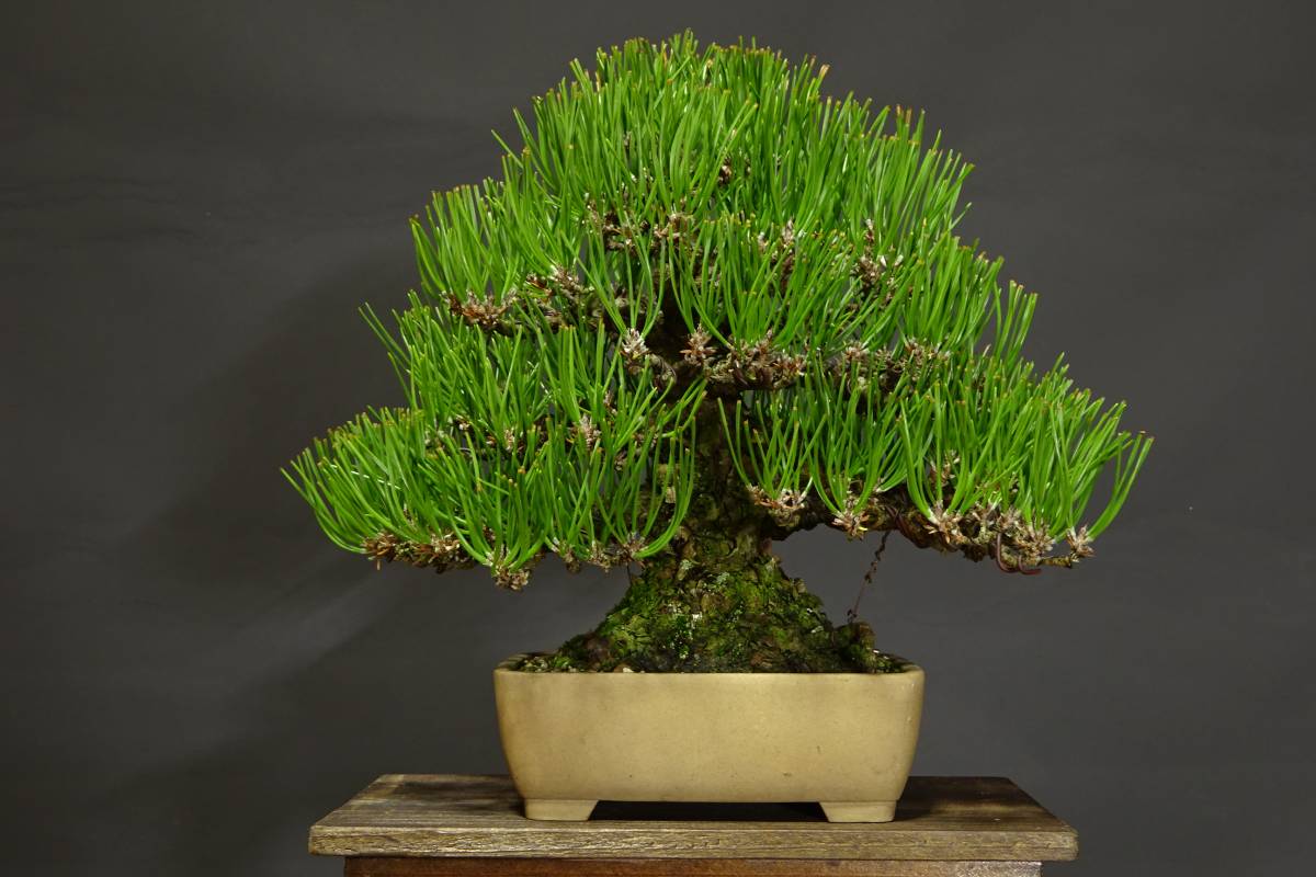 送料無料，新作登場 雄松園 黒松 盆栽 樹高19cm(松)｜売買されたオークション情報、yahooの商品情報をアーカイブ公開 - オークファン 松