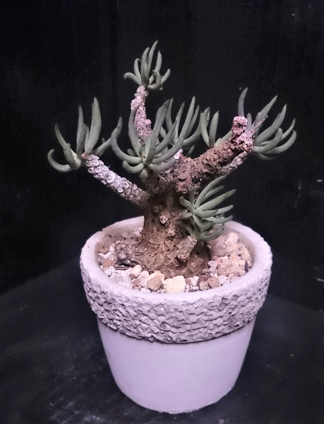 白象 Tylecodon pearsonii チレコドン・ペアルソニー