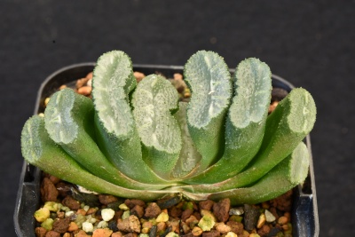 多肉植物　ハオルチア・（A)マウリーン玉扇×写楽玉扇