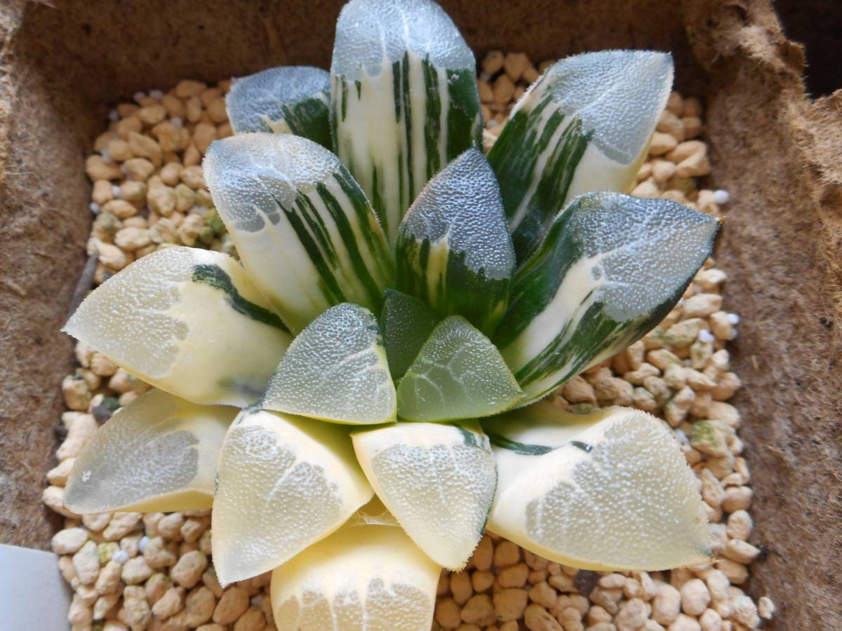 30a 多肉植物 ハオルチア 常玉コレクタ錦 自家繁殖 鉢植え発送