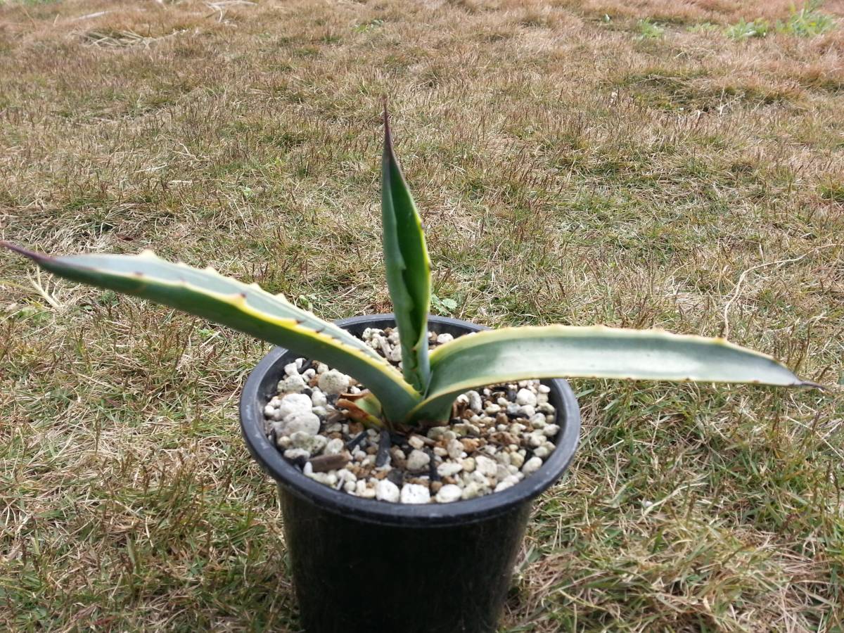 アガベ ☆多肉植物☆アガベ☆サルミアナフェロックス☆黄覆輪 アガベ ☆多肉植物☆アガベ☆サルミアナフェロックス☆黄覆輪