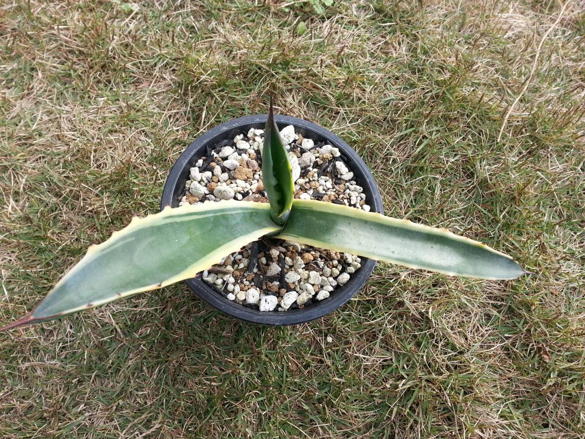 Lj_plantsZ100 多肉植物アガベ フェロックス錦 黄覆輪斑 綺麗株 ☆多肉 