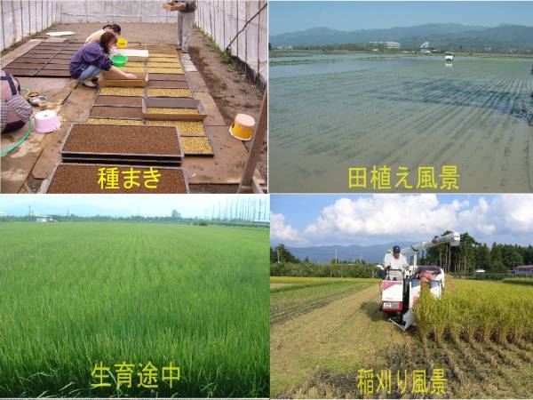 公式通販 新米 コシヒカリ 平成29年度 玄米30キロ 30kg 玄米 (新潟市西