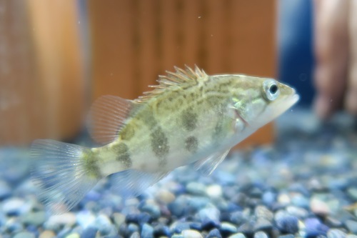 ナンシオヤニラミ 全長5cm± 【かねだい海老名店】 【公式通販】