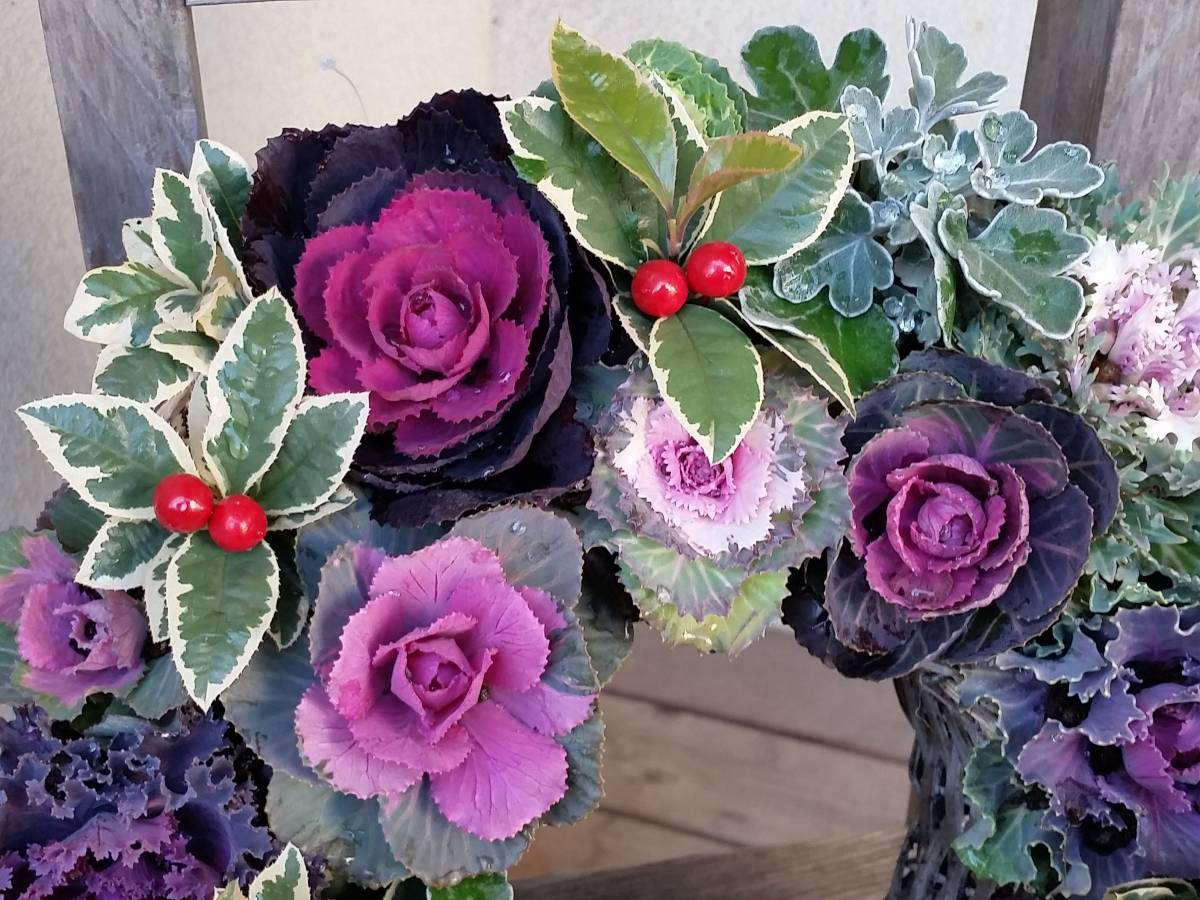 ★お花処★現品29＊葉牡丹のリースバスケット＊寄せ植え＊直径30ｃｍ＊お歳暮にも