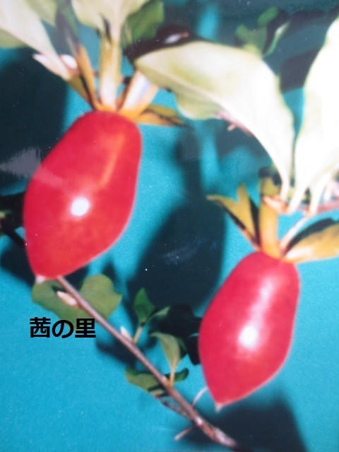 ☆山野草・ラン「タイワンクマガイ草」開花芽2芽株☆No2 タイワン