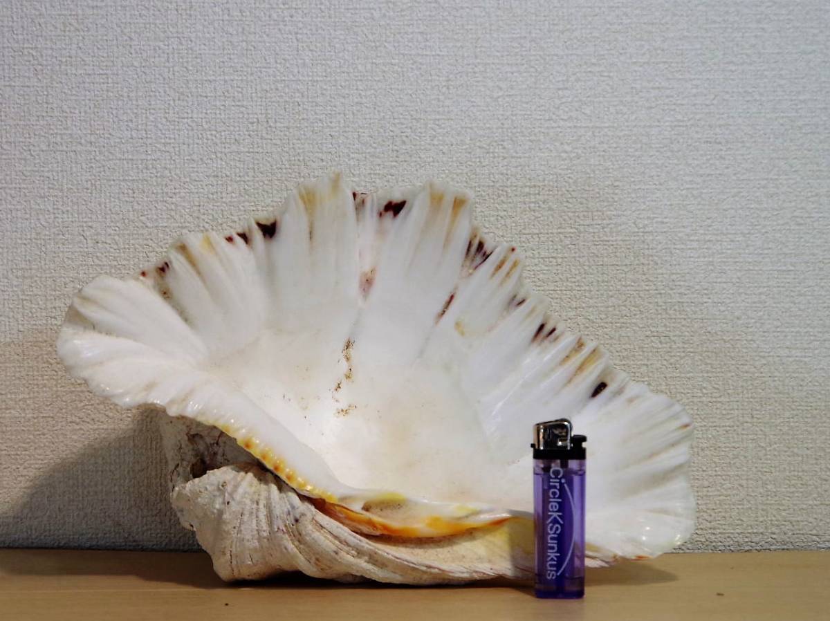2.5kg 貝殻標本