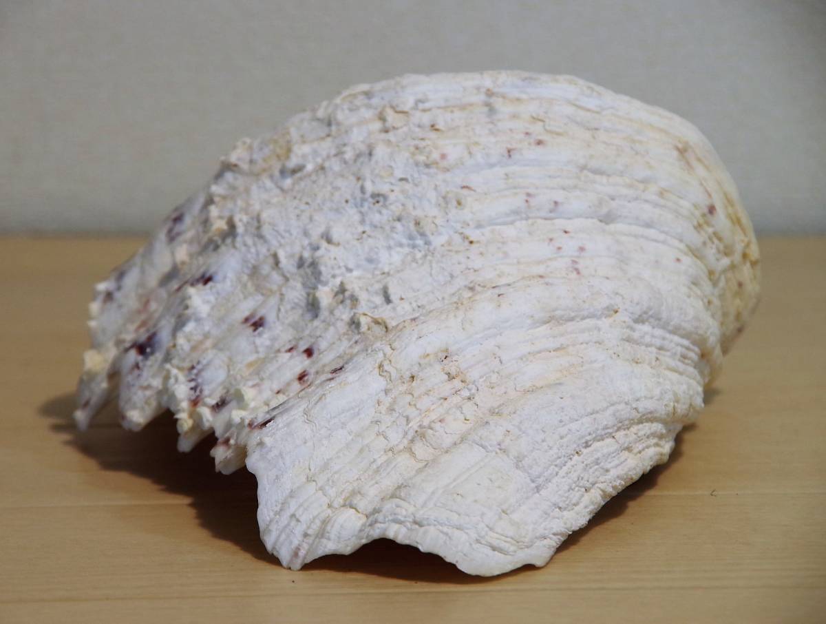 2.5kg 貝殻標本