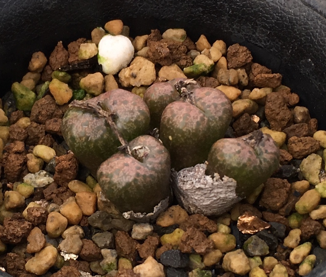 【コノフィツム】Conophytum uviforme ssp.rauhii Messelpad SH