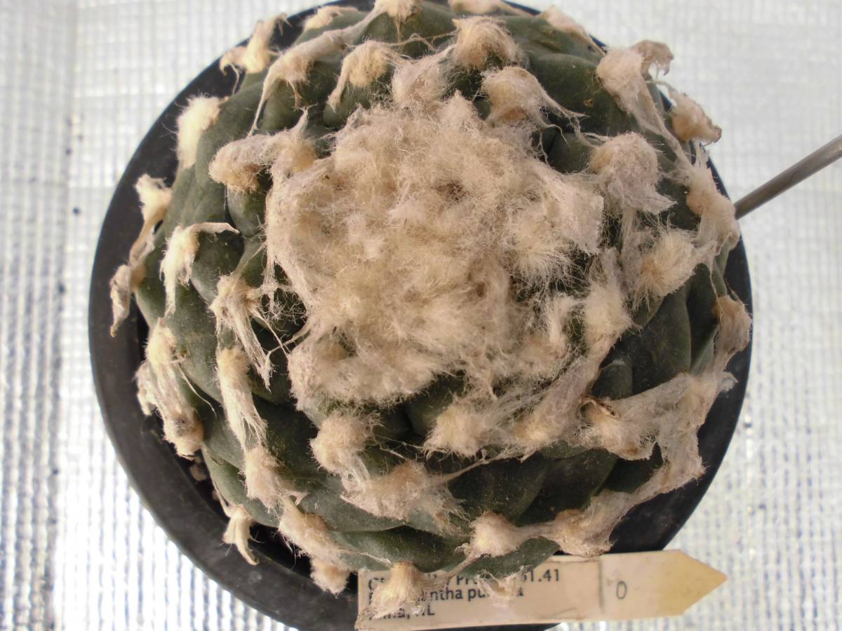 ロフォフォラ・赤花鳥羽玉 多肉植物と HANS 新着の輸入球 Doremifaの 
