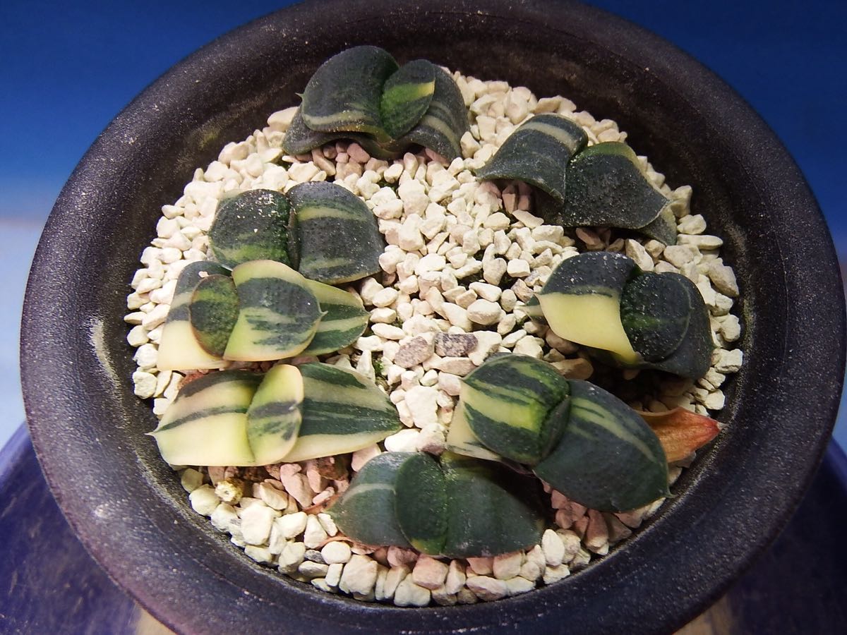 ガステリア 臥牛錦 ☆ガステリア 臥牛錦 多肉植物☆ 園芸ネット本店