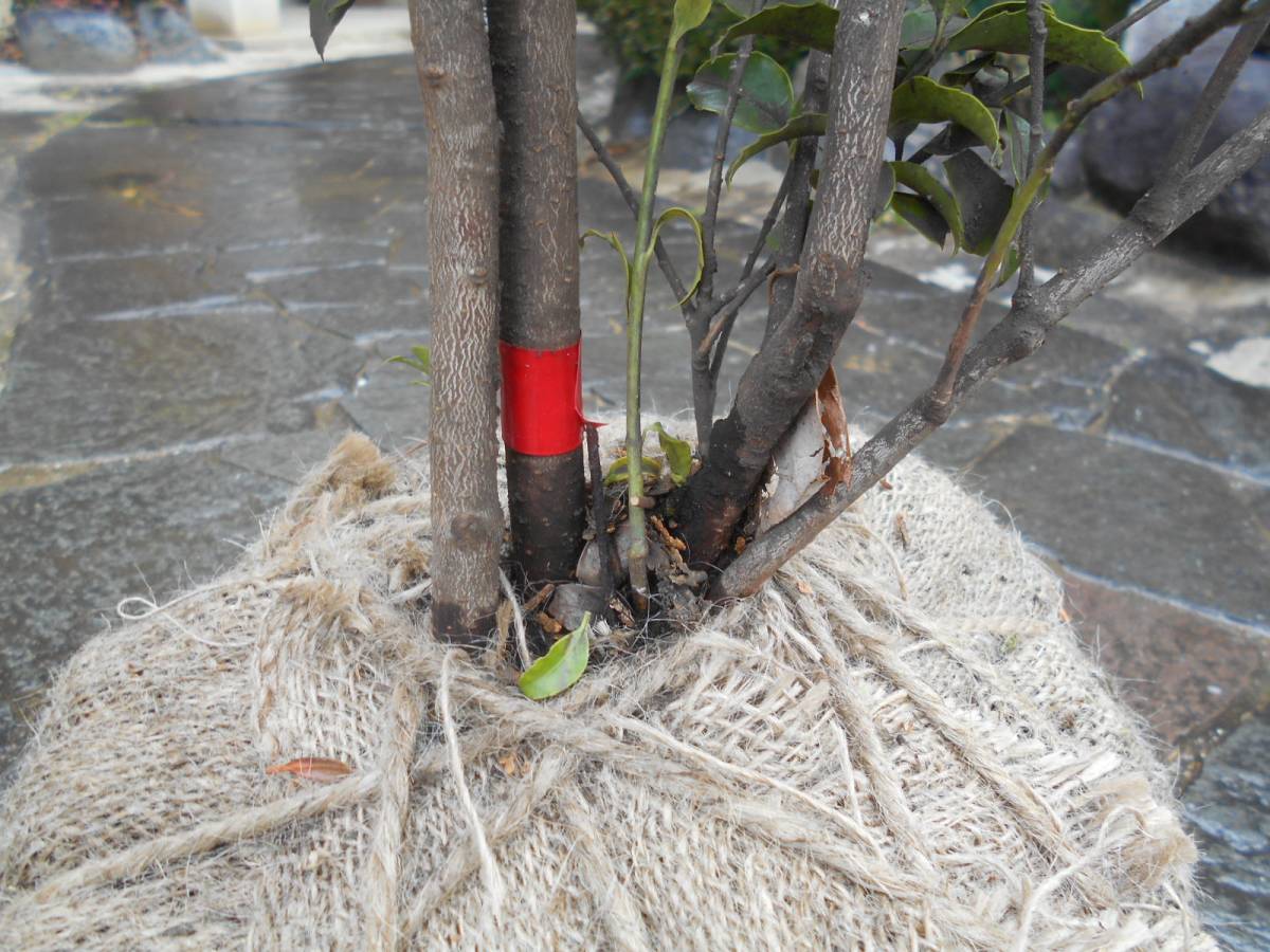 希少樹木 常緑樹 クロソヨゴ 雌雄混植株 株立ち 樹形きれい