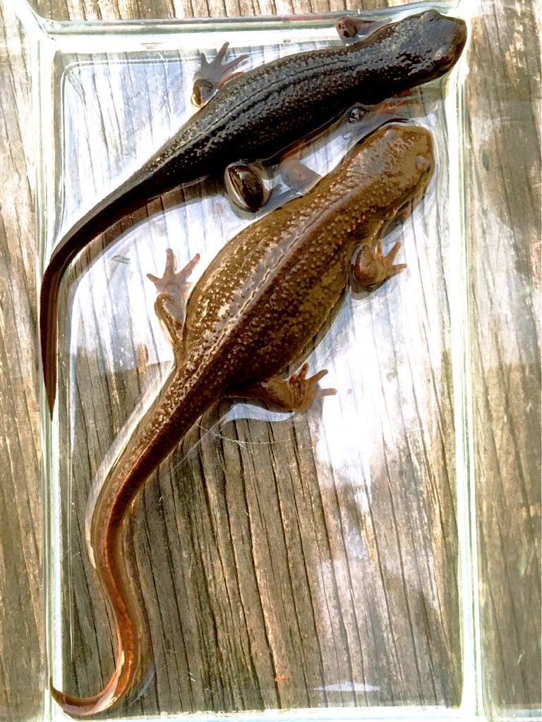 アカハライモリ 千葉県大型個体群 レアな色変含む5匹 (メス3オス2)天然 アカハライモリ 千葉県大型個体群 レアな色変含む5匹 (メス3オス2)天然