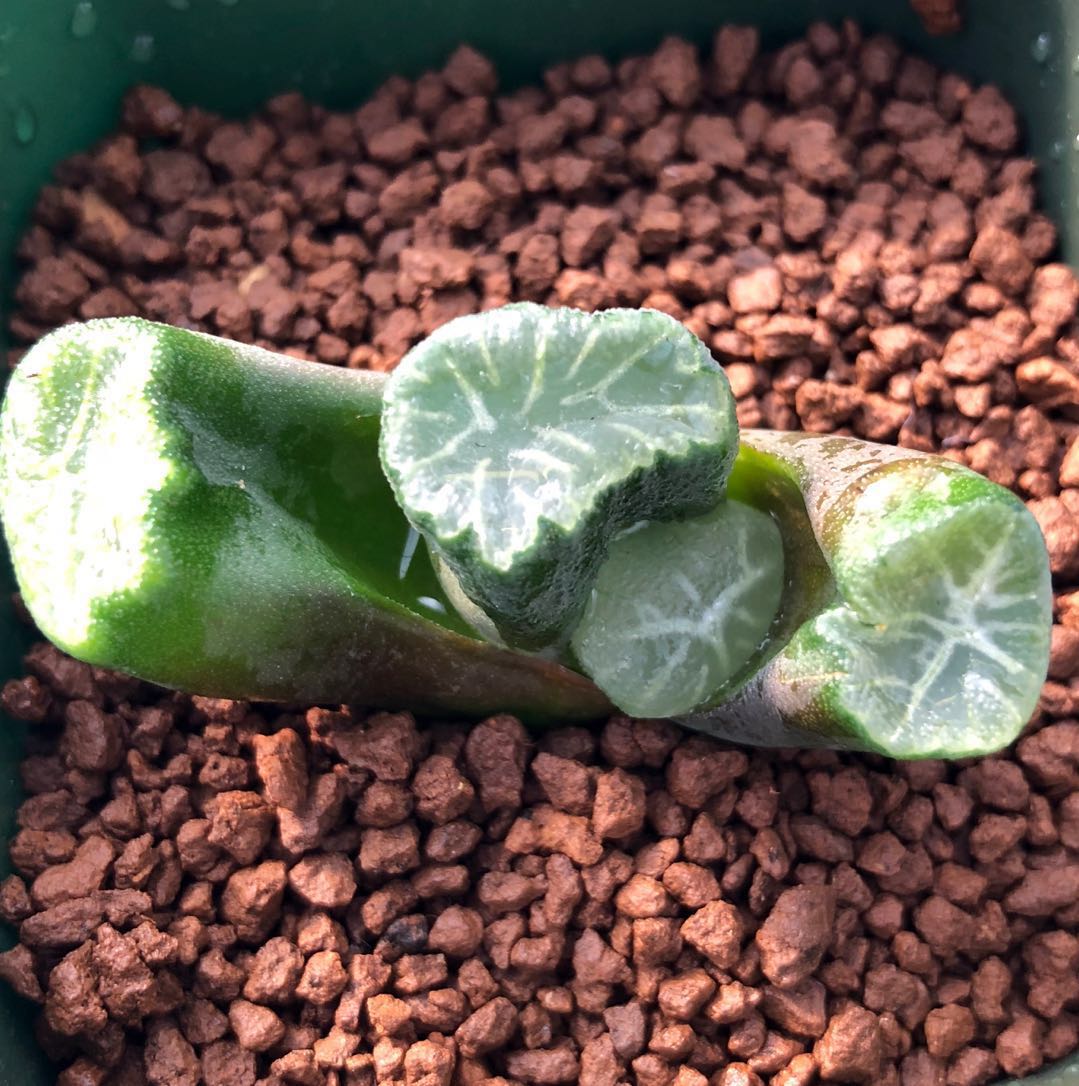 （≧∇≦）多肉植物 ハオルチア 万象 ラベル落ち