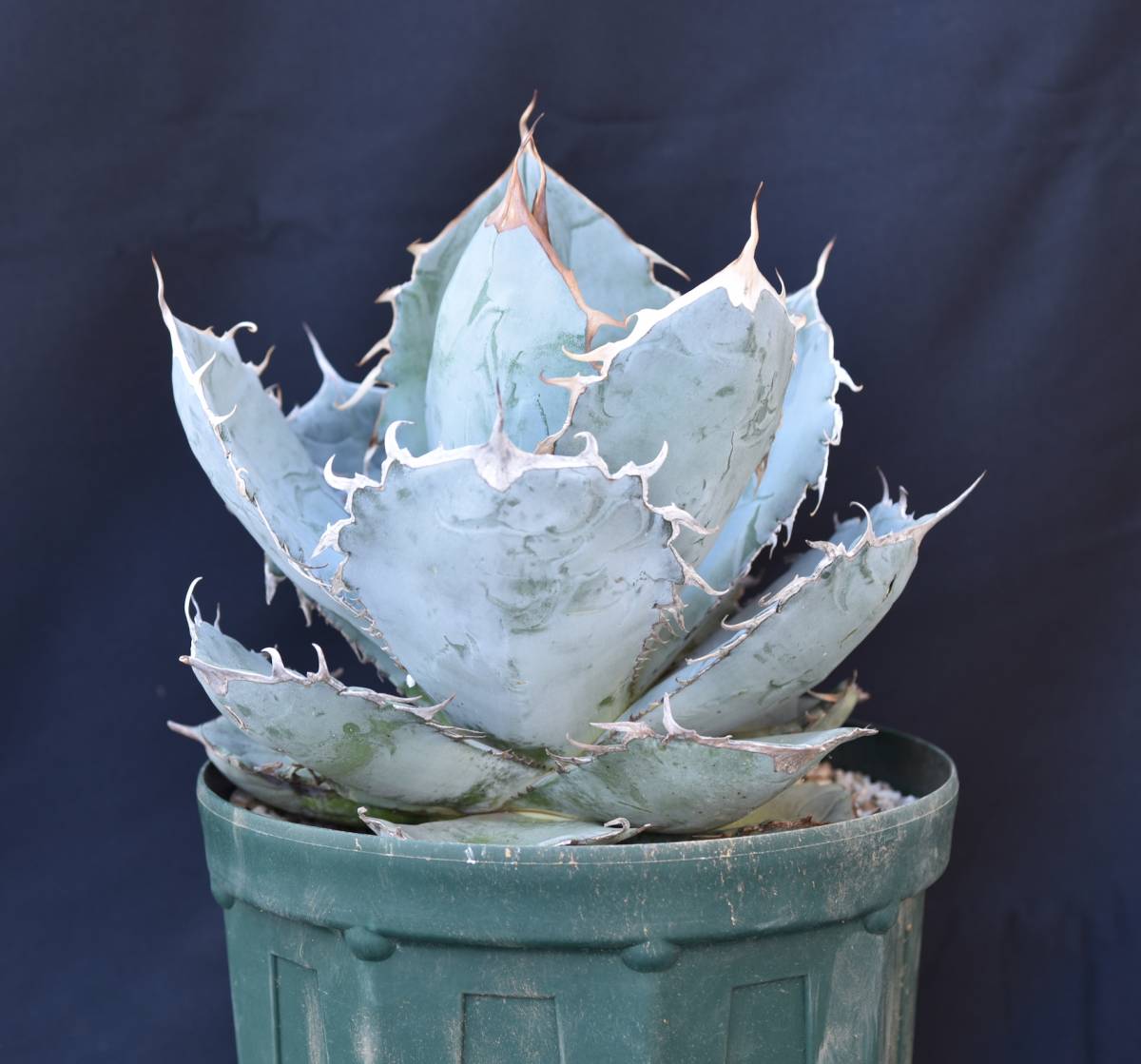 アガベ チタノタ ホワイトアイス Agave titanota White Ice(アガベ